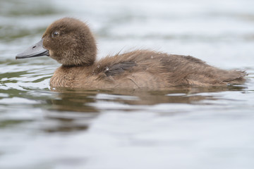 Tufted Duck - nestling