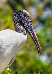 Wood Stork Profile