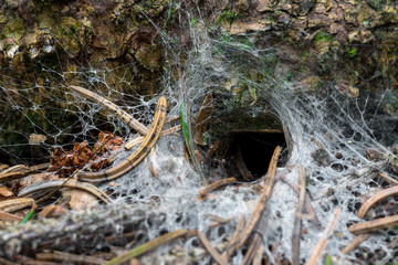 Spinnenhöhle