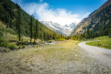 Fototapeta premium mountain path and trees at sunset time