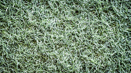 Green grass background image