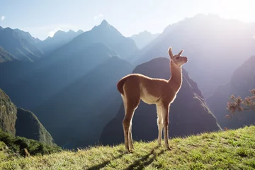 Crédence de cuisine en verre imprimé Machu Picchu Machu Picchu Baby Llama