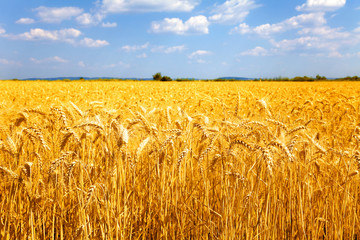 Fields of ripe yellow wheat ready for harvest.