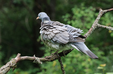 Вяхирь, Витютень