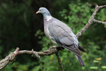 Вяхирь, Витютень