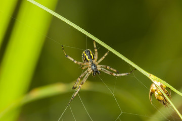 Colorful spider in web