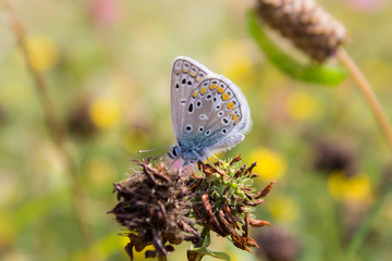 Butterfly on dried plant