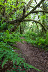 Fototapeta premium nature walk