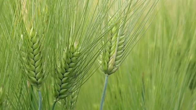 Green barley field, organic farming cultivated plantation, bright summer day, hd footage.