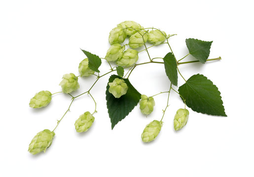 hop cones on a white background