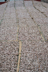Planty of little anchovy fish drying on open air 