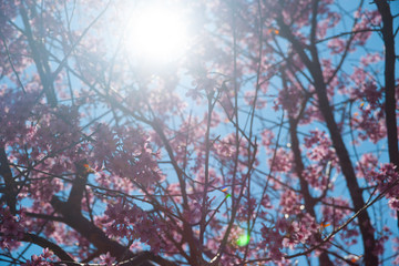 Flowering apricot tree 