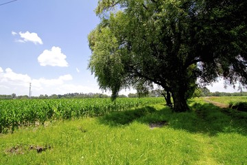 Fototapeta premium Mexican countryside, queretaro
