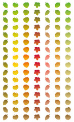 Leaves changing colors in a year from green to autumn colors and to withered brown while falling off. Isolated vector illustration on white background.