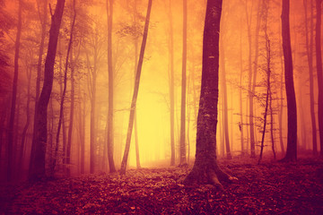 Fototapeta premium Red colored oversaturated foogy forest tree background. Oversaturated mystical yellow red foggy light in magic woodland. Color filter effect used.