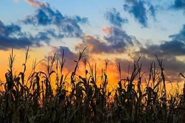 Sunwon Cornfield © Kenneth Keifer