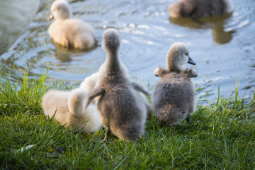 Baby swans on the riverside.