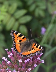 Fototapeta na wymiar schöner Schmetterling_Kleiner Fuchs und Verbena bonariensis
