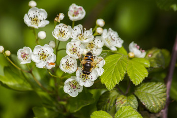 Bee on a flower