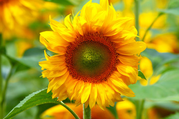 Obraz premium Sunflower close up.