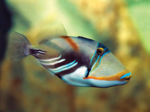 Poisson Baliste Picasso