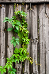 Green leaves of the wild grapes on natural wooden background.