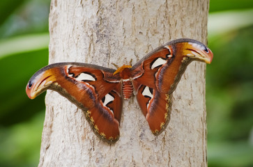 Butterfly Attacus atlas