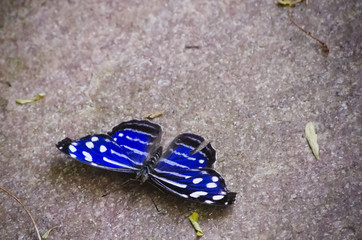 Blue Butterfly