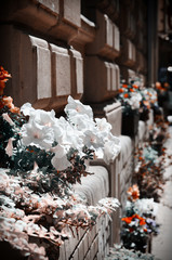 Street Flowers