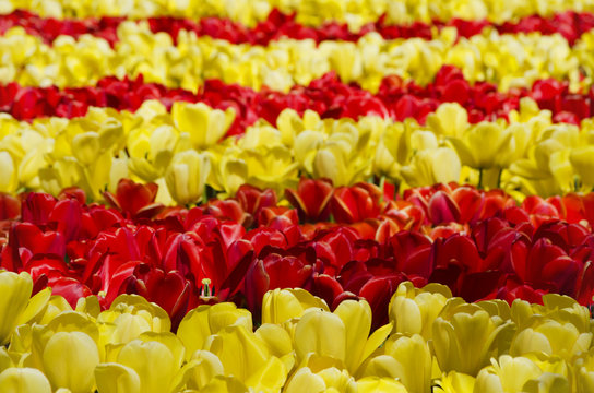 Fototapeta Fototapeta Żółte i czerwone kwiaty tulipany na zamówienie