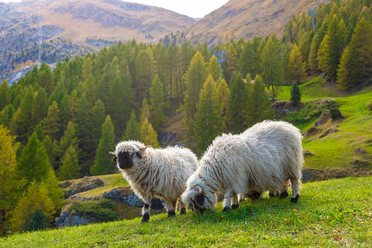 Valais blacknose sheep in  Alps