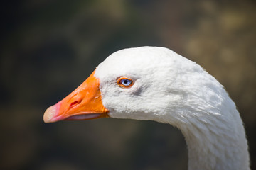 The close up of a duck in a natural park in Tuscany (Italy)