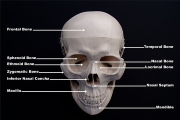 Skull Anterior View Labelled  - obrazy, fototapety, plakaty