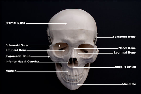 Skull Anterior View Labelled 