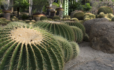 Fototapeta na wymiar Green cactuses