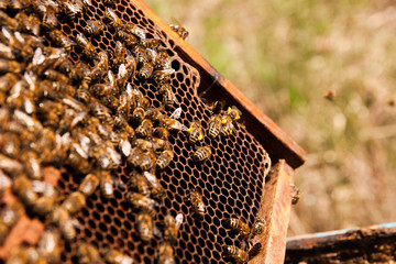 Busy bees, close up view of the working bees on honeycomb.