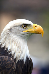 Fototapeta premium North American Bald Eagle