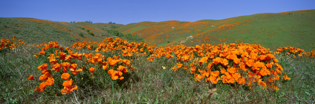 Poppies And Wildflowers, Antelope Valley, California