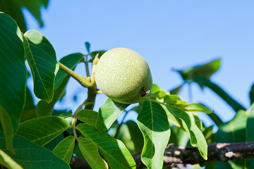 Green walnuts are growing on the tree.