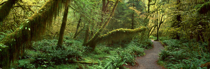 Hoh Rainforest, Olympic National Park, Washington