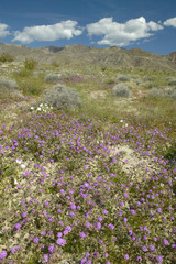 Fototapeta premium Desert lilies and white flowers blossoming with white puffy clouds in Anza-Borrego Desert State Park, near Anza Borrego Springs, CA off S22 highway through park