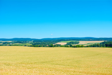 Corn field with mountains in the background