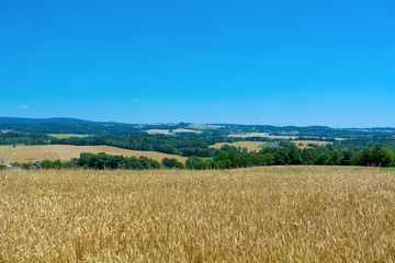Field with corn with mountains in the background