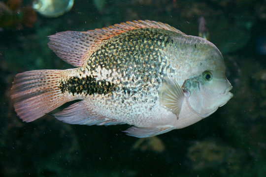A male fish, (Paratheraps synspilum) in side view 
