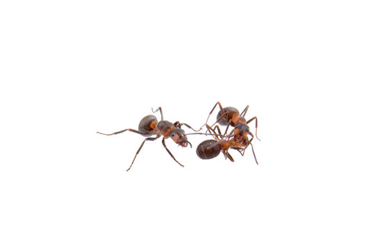 Ants on a white background