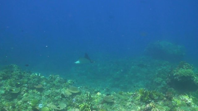 Eagle Ray swims over a coral reef