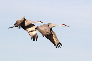 Sandhill Cranes in Flight at Bosque del Apache National Wildlife Refuge, New Mexico