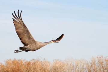 Sandhill Crane at Bosque del Apache National Wildlife Refuge, New Mexico