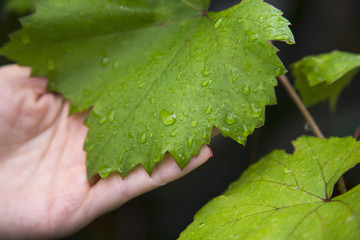 Water drops on vine leaf.