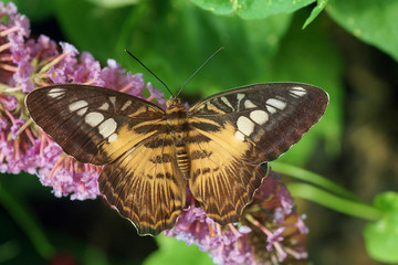 TRopischer Schmetterling, Neuseeland